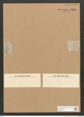 Diatomeae indet. Zeichnungen Sammlung Grunow Nr. 3286 (NHMW-BOT-W0370770)
